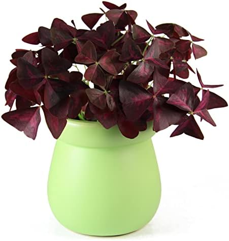 12PCS Purple Shamrocks Bulbs Good Luck Plant Purple Oxalis Bulbs for Planting Grows Indoor or Outdoor Oxalis Triangularis Bulb The Novice Gardener's Choice