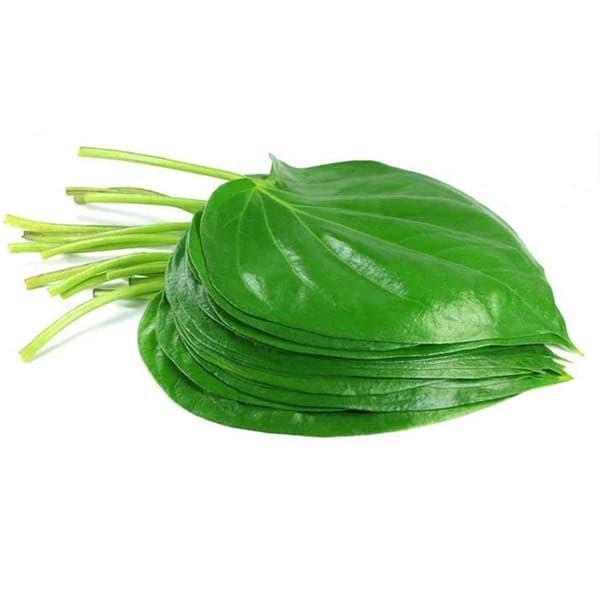 Live Betel Leaf Paan Pan Patta Plant Good Air Purifying Maghai Paan Plant Aromatic Herb Traditional Ayurvedic Plant 1 Live Healthy Plant