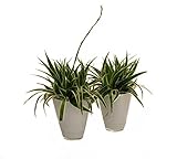 Dominik Blumen und Pflanzen, 891794 grünlilie Ocean, 2 Pflanzen, Dekotopf, weiß