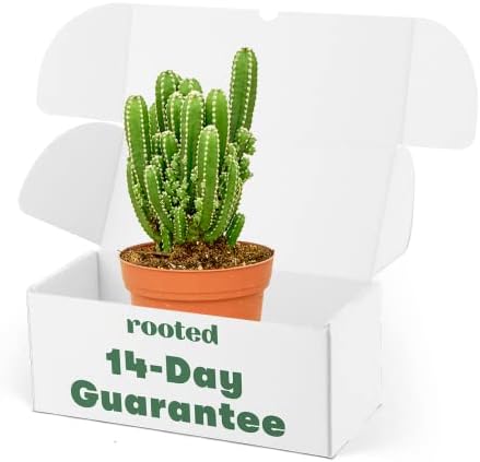 Fairy Castle Cactus - Acanthocereus tetragonus | Live, Easy to Grow and Low Maintenance Houseplant (4-inch Pot)