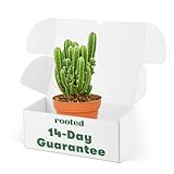 Fairy Castle Cactus - Acanthocereus tetragonus | Live, Easy to Grow and Low Maintenance Houseplant (