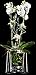 Maceta para orquideas transparente