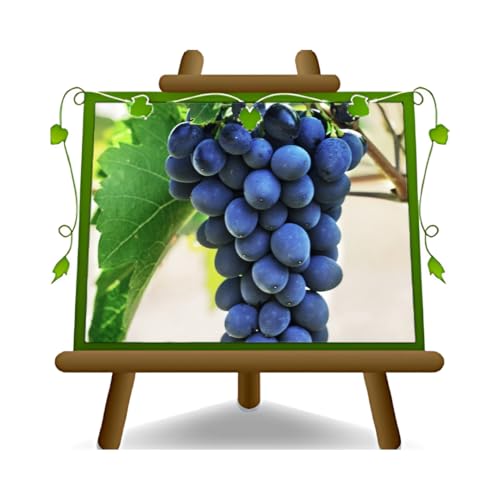 EURO PLANTS VIVAI Vigne Moscato D’Adda noir plante fruitière ancienne en pot 20 cm hauteur 150-170 cm - Âge 2 ans