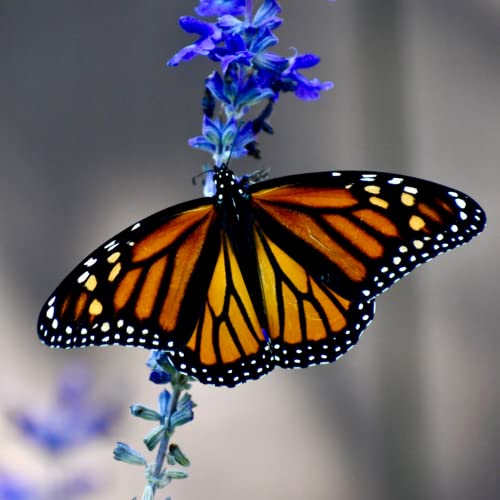 Park Seed Blue Queen Salvia Seeds, Butterfly, Hummingbird, And Bee Friendly, Rich Deep Color Pack Of 50 Seeds #TOP4