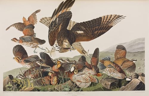 Toile affiche d'oiseaux d'Amérique de John Audubon finition musée 60x90cm