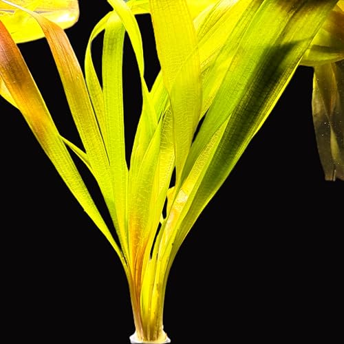 MUTTERPFLANZEN Riesenvallisneria/Vallisneria gigantea - schöne kräftige Pflanzen mit breiten Blättern für den Hintergrund in Kaltwasser und Warmwasser Aquarium - Barschfest