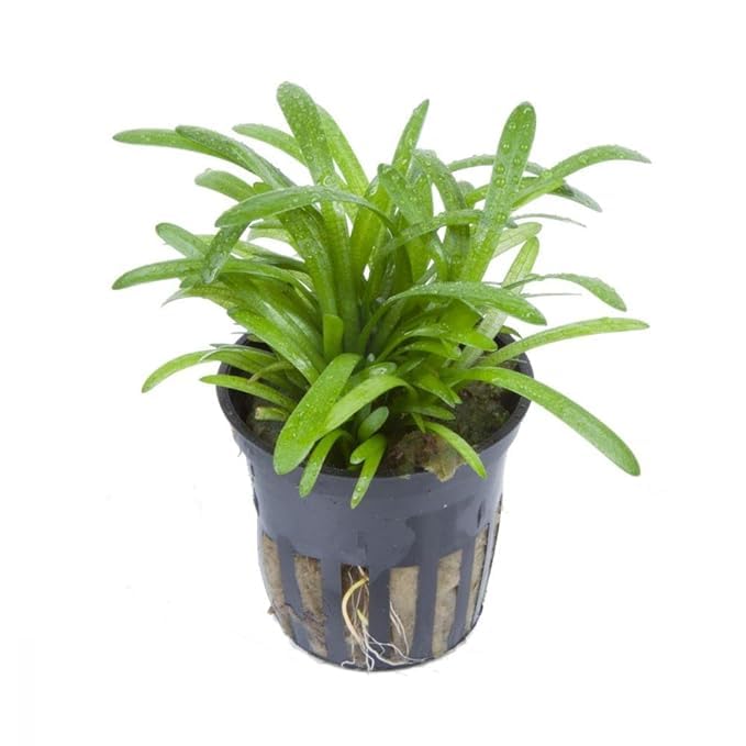 Sagittaria sabulata (pack of 2 pots)-image-28