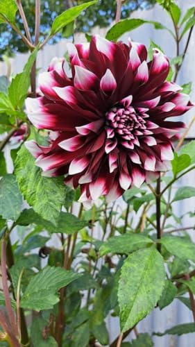 Image of SVG Imported Dahlia Flower Bulbs for Your Home and Gardening Pack of 2 Bulbs (mixedcolor)