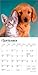 Kittens & Puppies | 2026 7 x 14 Inch (Hanging) Monthly Mini Wall Calendar | BrownTrout | Animals Cute Dogs Cats