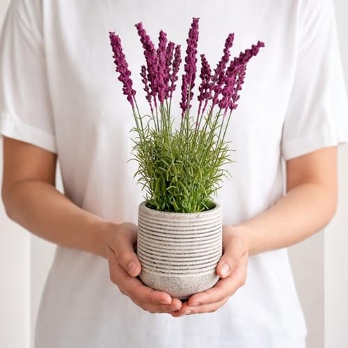 Image of Garden Art Artificial Lavender Plant with Pot - Flocked Purple Lavender Flowers in Textured Pot, Perfect for Home Decor, Office Desk & Gift Use (P-0230Pink)