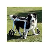 4 Wheels Pet Wheelchair for Front Back Legs, All Dog Breed Dog Full Support Assist Treadmill, Adjustable Portable Leg Braces Wheel Chair(Medium)