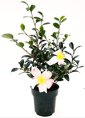 Se sei interessato ad altre nostre offerte digita: www.amazon.it/powerstoflowers