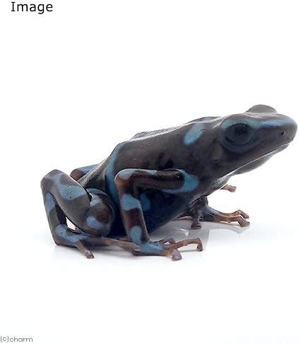 マダラヤドクガエル(ブロンズ&ブルー) （両生類）マダラヤドクガエル
