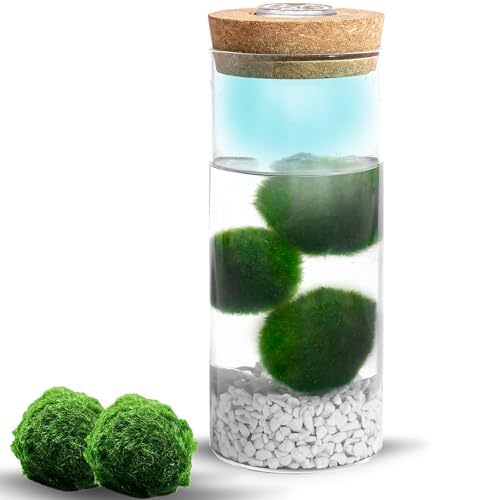 MOSSBALL Glasterrarium-Set mit 3 lebenden Moosbällen, Wachstumslicht, kleinen Steinen – kleines Tisch-Glasterrarium für Büro, Garten, Heimdekoration (maxiMOSS with White Stones) MOSSBALL Glasterrarium-Set mit 3 lebenden Moosbällen, Wachstumslicht, kleinen Steinen – kleines Tisch-Glasterrarium für Büro, Garten, Heimdekoration (maxiMOSS with White Stones)