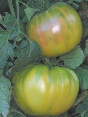 50 semi di verde tedesca di zia rubino - Pomodori verdi