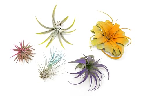 5 Assorted Colorful Air Plants Variety Pack - Vibrant Color Enhanced Tillandsias - Live Tillandsia Succulent House Plants - Wholesale and Bulk - Home and Garden Decor - Easy Care Indoor/Outdoor Plant