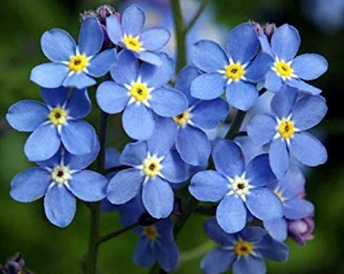 See full amazon price history chart for SRI SAI FORESTRY Forget-Me-Not (Myosotis Sylvatica) Blue Flower Seeds (100 Seeds) For Home Garden SRI SAI FORESTRY Forget-Me-Not (Myosotis Sylvatica) Blue Flower Seeds (100 Seeds) For Home Garden (B0BJW5SDK2) Amazon Price History, Amazon Price Tracker