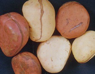 Kola Nut, Powder - Wildcrafted - Cola acuminata (454g = One Pound) Brand: Herbies Herbs