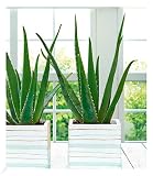 Baldur-Garten Echte Aloe Vera, 1 Pflanze, im 10,5 cm-Topf, Luftreinigende Zimmerpflanze, Gel vielseitig verwendbar, Grünpflanze, mehrjährig - frostfrei halten, Aloe barbadensis