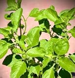 2 Holy Basil Plant, Tulsi Herb Plant, Live Plant (Green Thai Holy Basil)
