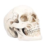 【FEINE VERARBEITUNG】 Das sorgfältig gefertigte Tierschädelmodell verfügt über präzise anatomische Details, die dieses Stück sowohl fest als auch erschreckend machen.