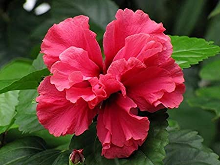 Hibiscus Hybrid, Gudhal (Red) - Plant (B09WF25MF8) Amazon Price History, Amazon Price Tracker