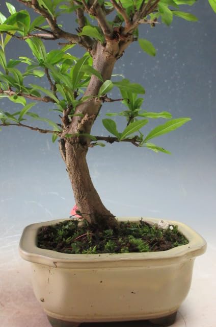 盆栽【ザクロ】 xz24052909_1.jpg