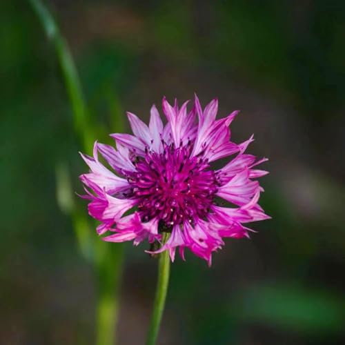 semi di fiordaliso resistente - giardino balcone 150pcs