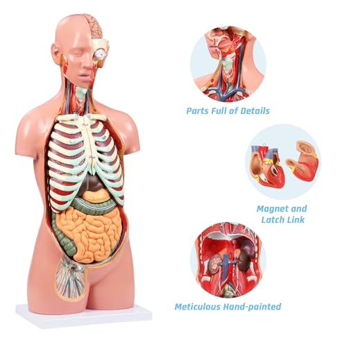 Image of JNMFTD Human Torso Anatomy Model, 33.4 inch 17 Part Removable Life-Size Model with Heart Brain Visceral Organ Muscular Layers Bone Vessels Nerves Includes Product Manual for Medical Scientific Education