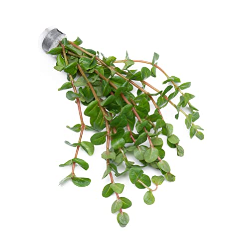 Substratesource Live Aquarium Red Stem Plants - Freshwater Aquatic Plant For Fish Tanks, Aquascaping - (Rotala Macrandra Mini Pink, 1 Bunch) #TOP4