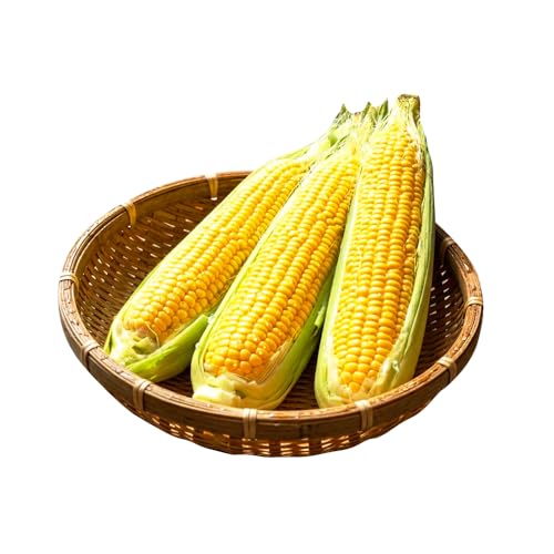 [2026年8月上旬〜順次お届け] スイートコーン 恵味ゴールド 10本入