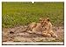 Africa's Wild Cats (Wall Calendar 2026 DIN A3 Landscape), CALVENDO Monthly Calendar: African Predators in the Wild