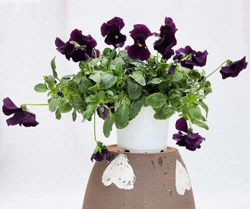 POWERS TO FLOWERS - VIOLE DEL PENSIERO, VIOLA A FIORE PENDULO VIOLA, SET 5 PIANTE VASO 12CM DIAMETRO, piante vere