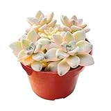 Live Succulents 'Apricot Beauty' (4-inch), Succulent Plants Fully Rooted in Pots with Soil, Easy-Care House Plant for DIY, Home Office Decor, Wedding Party Favor