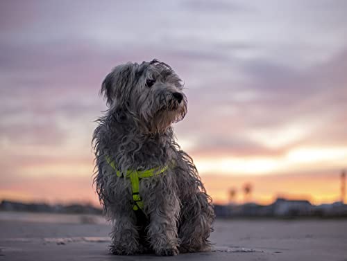 Rogz Utility Hundegeschirr, Nitelife, Größe S, Schwarz