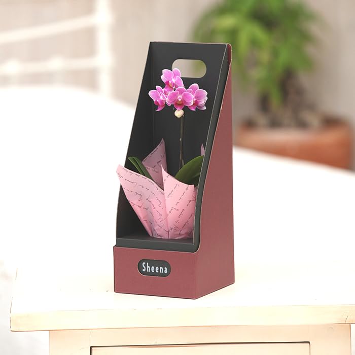 Amazon.co.jp: マイクロ胡蝶蘭BOX入り 【産地直送 小さくカワイイ花弁