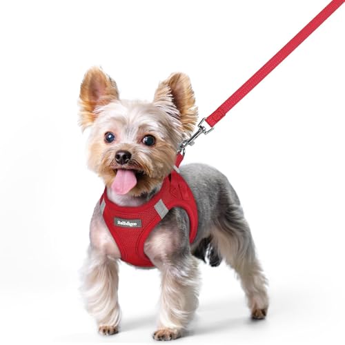 Image of rabbitgoo Dog Harness Small Sized and Leash Set, Step-in Puppy Pet Vest