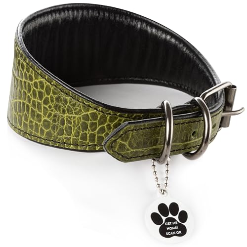 FAVPET Luxus Echtleder Windhund Halsband Breit mit QR Code Anhänger, Weiches Lederhalsband Hund Breit Whippet Italienisches Windspiel Saluki Lurcher Spanischer Galgo Greyhound Podenco (Grün, S)