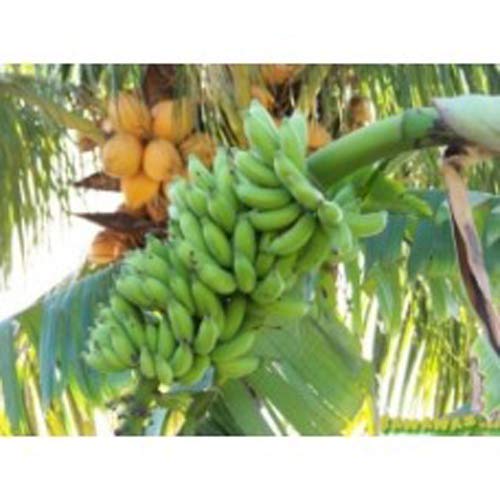 Plants Point Dwarf Rare Hybrid ' Kerala Njalipoovan Banana ' Plant (2