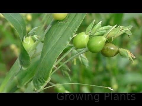 Growing Plants Vaijayanti mala Flower Pooja For Home Garden Plant Indoor Outdoor Plant With Black Plastic Pot 1