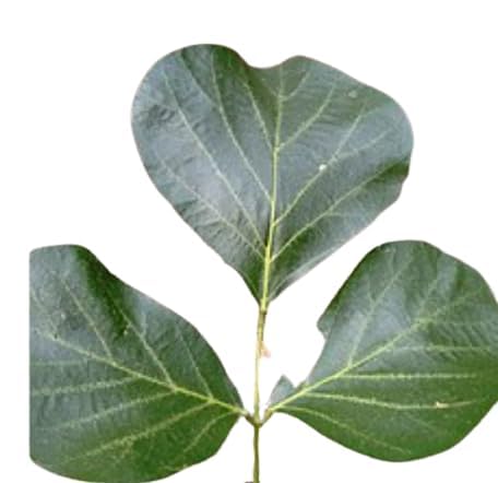 Awadh-Rare Yellow Colour Flower Palash Tree Plant Green Leaf Butea Leaves Dhak ke Teen Paatte for Astro Remedy and Health Remedy, Pack of 12 Green Leaves with Stalk.-image-35