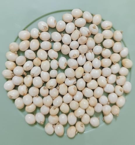 Image of White Gunja Seeds (25 Grams) | Chirmi Beads | Abrus Precatorius Jequirity Rosary Pea for Pooja, Meditation & Decoration