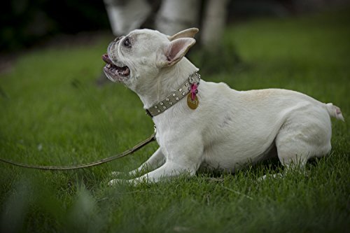 Freezetag Dog Tag Silencer And Connector, One Size, Graphite #TOP4