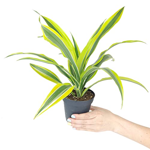 Dracaena Lemon Lime (4" Grower Pot) - Air-Purifying Bright Light Houseplant - Easy To Care Houseplant Decoration For Office And Apartment #TOP2