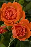 Citrine Micro Miniature Rose Bush - Fragrant/Hardy - 4" Pot