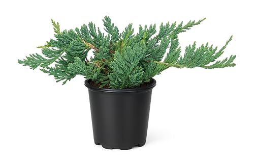 Blue Rug Juniper Wiltonii | 20 Live 4 Inch Plants | Juniperus Horizontalis | Creeping Ground Cover, Low Maintenance Shrub, Drought Tolerant, Evergreen Foliage, Fast Growing, Erosion Control
