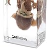 الحبار الحبار عينة الحيوانات في كتلة الاكريليك Paperweights عينات البحر العلوم الفصول الدراسية لتعليم العلوم
