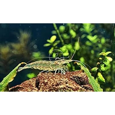 Swimming CreaturesTM Freshwater Aquarium Shrimp - A Perfect Combo to Brighten Your Aquarium! (20, Premium Amano)