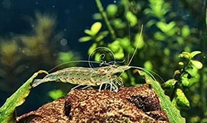 Swimming Creatures Freshwater Aquarium Shrimp - A Perfect Combo to Brighten Your Aquarium! (20 Premium Amano)