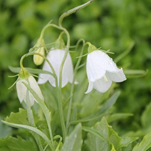 6 x Campanule 'White' - Campanula Cochleariifolia 'White' - Godet 9x9 cm, Clochettes Blanches Délicates, Parfait pour Rocailles